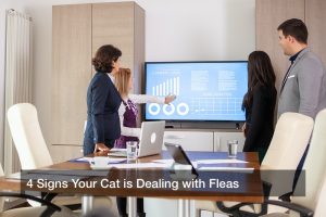 4 Signs Your Cat is Dealing with Fleas