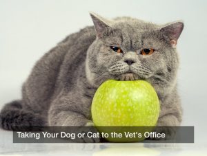 Taking Your Dog or Cat to the Vet’s Office