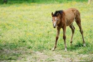 When Your Horse or Dog Needs Leg Braces