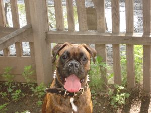 How to Handle a Dog That Chews