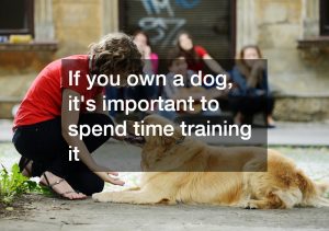 Experts Reveal The Secrets Of Efficient Dog Training