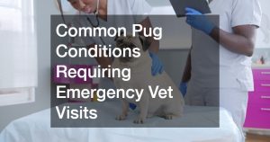Common Pug Conditions Requiring Emergency Vet Visits